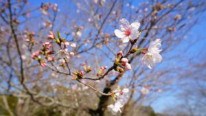 西都原さくら
