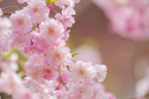 八重桜