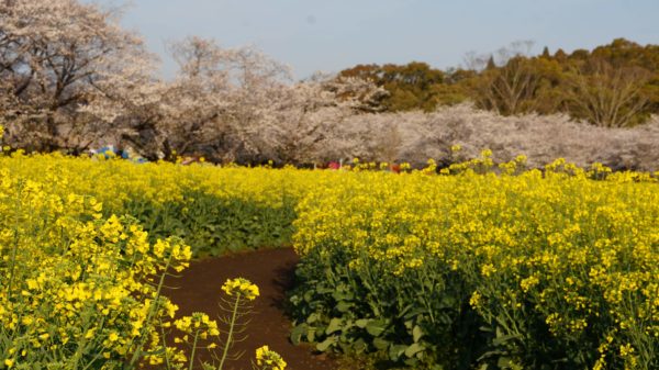 西都原桜3