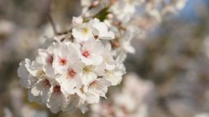 西都原桜4
