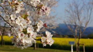 西都原桜5