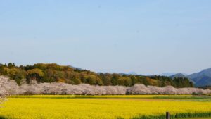 西都原桜6