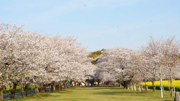 西都原桜1